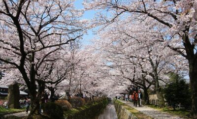 Embrace the Sakura Season in Japan: A Tourist’s Guide to Tokyo, Kyoto, and Osaka