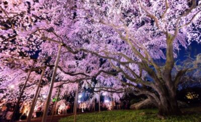 A Journey Through Late Sakura Season in Japan